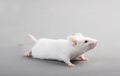 Laboratory mouse Royalty Free Stock Photo