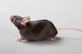 Laboratory mouse Royalty Free Stock Photo