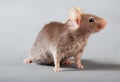 Laboratory mouse Royalty Free Stock Photo