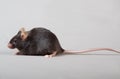 Laboratory mouse Royalty Free Stock Photo