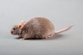 Laboratory mouse Royalty Free Stock Photo