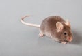 Laboratory mouse Royalty Free Stock Photo