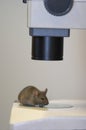 Laboratory mouse