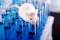 Laboratory Mouse On Top of Test Tubes