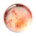 Laboratory petri dish with liquid isolated on white, transparent, top view