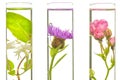 Laboratory, Pink, honeysuckle, thistle and dandelion in test tub Royalty Free Stock Photo