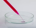 Laboratory pipette with drop of red liquid over Petri dishes with red biological analysis solution contaminated by infectious Royalty Free Stock Photo