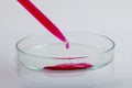 Laboratory pipette with drop of red liquid over Petri dishes with red biological analysis solution contaminated by infectious Royalty Free Stock Photo