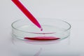 Laboratory pipette with drop of red liquid over Petri dishes with red biological analysis solution contaminated by infectious Royalty Free Stock Photo