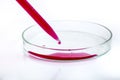 Laboratory pipette with drop of red liquid over Petri dishes with red biological analysis solution contaminated by infectious Royalty Free Stock Photo