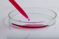 Laboratory pipette with drop of red liquid over Petri dishes with red biological analysis solution contaminated by infectious Royalty Free Stock Photo