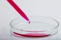 Laboratory pipette with drop of red liquid over Petri dishes with red biological analysis solution contaminated by infectious Royalty Free Stock Photo