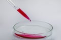 Laboratory pipette with drop of red liquid over Petri dishes with red biological analysis solution contaminated by infectious Royalty Free Stock Photo