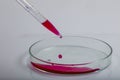 Laboratory pipette with drop of red liquid over Petri dishes with red biological analysis solution contaminated by infectious Royalty Free Stock Photo