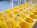 Laboratory Pipettes and Test Tubes in Yellow Holder Royalty Free Stock Photo