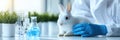 Laboratory rabbit in scientific research setting with blue liquid in flask and test tubes, showcasing animal testing and Royalty Free Stock Photo