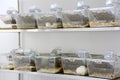 Laboratory rats cages Royalty Free Stock Photo