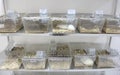 Laboratory rats cages Royalty Free Stock Photo