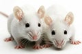 Laboratory rats and mice, white background Royalty Free Stock Photo