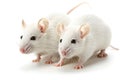 Laboratory rats and mice, white background Royalty Free Stock Photo