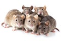 Laboratory rats and mice, white background Royalty Free Stock Photo