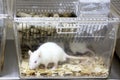 Laboratory rats Royalty Free Stock Photo