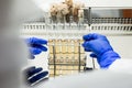 Laboratory research concept. Medical test tubes with a brown chemical solution. scientist conducting scientific research