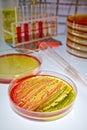 Petri dish with dense bacterial colonies in vivid colors on lab bench today, well-lit Royalty Free Stock Photo