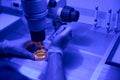 Laboratory technician studying embryos growth under microscope