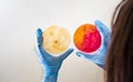 Laboratory technician testing for bacterial infection Royalty Free Stock Photo