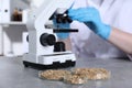 Laboratory testing. Scientist examining sample under microscope at grey table indoors, focus on petri dishes with oat grains Royalty Free Stock Photo