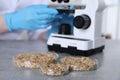 Laboratory testing. Scientist examining sample under microscope at grey table indoors, focus on petri dishes with oat grains Royalty Free Stock Photo