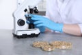 Laboratory testing. Scientist examining sample under microscope at grey table indoors, focus on petri dishes with oat grains Royalty Free Stock Photo