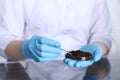 Laboratory testing. Scientist holding petri dish with soil sample at table, closeup Royalty Free Stock Photo