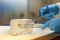 Laboratory tests to look for viruses and bacteria in a cheese