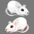 Laboratory white albino rat. Vector animal