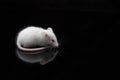 Laboratory white mouse isolated on black Royalty Free Stock Photo