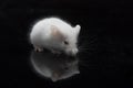 Laboratory white mouse isolated on black Royalty Free Stock Photo