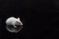 Laboratory white mouse isolated on black Royalty Free Stock Photo