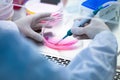 Laboratory work with tissue cultures Royalty Free Stock Photo