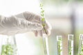 Laboratory worker holding test tube with plant, closeup Royalty Free Stock Photo