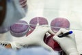 Laboratory worker labelling a culture plate petri dish with black marker pen inside an asceptic fume hood in a microbiology labora Royalty Free Stock Photo