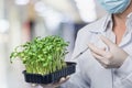 Laboratory worker perform manipulations with sprouts Royalty Free Stock Photo