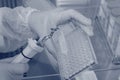 Laboratory worker on protective gloves making test samples with pipette Royalty Free Stock Photo