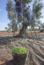 Laborers collecting olives from stepladder Royalty Free Stock Photo