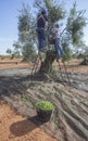 Laborers collecting olives from stepladder Royalty Free Stock Photo