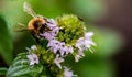 A laborious bee that collects nectar from mint flowers contributes to the pollination of flowers. Royalty Free Stock Photo