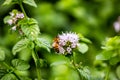 A laborious bee that collects nectar from mint flowers contributes to the pollination of flowers. Royalty Free Stock Photo