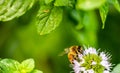 A laborious bee that collects nectar from mint flowers contributes to the pollination of flowers. Royalty Free Stock Photo