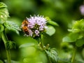 A laborious bee that collects nectar from mint flowers contributes to the pollination of flowers. Royalty Free Stock Photo